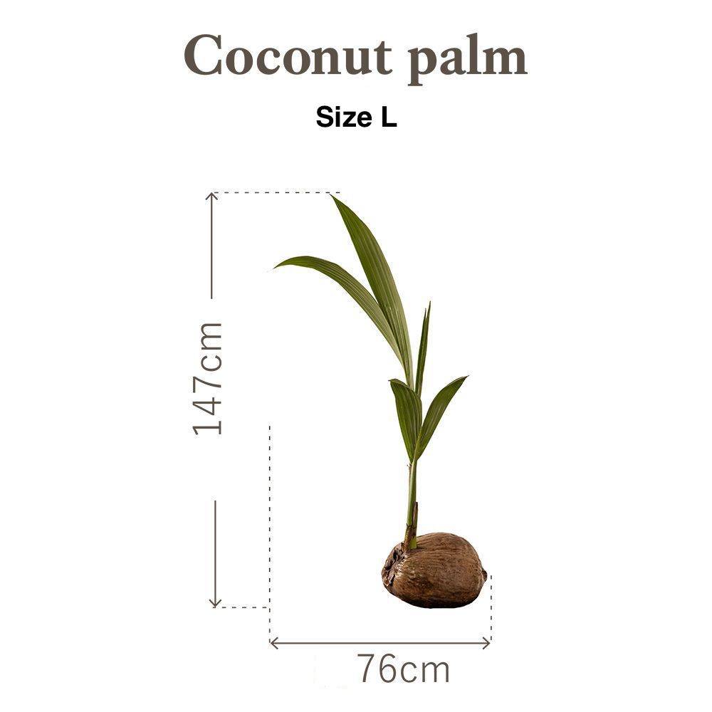 Botanical Sticker | Coconut